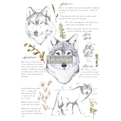 GRAY WOLF - 61cm x 89cm - Redesign Decor Transfer Decal