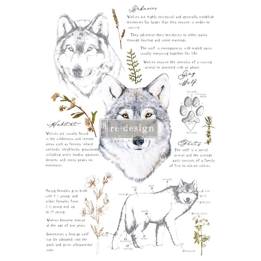 GRAY WOLF - 61cm x 89cm - Redesign Decor Transfer Decal